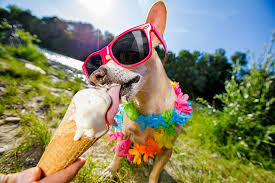 Vet Begs Owners: Never Feed These 3 Ingredients To Your Dog